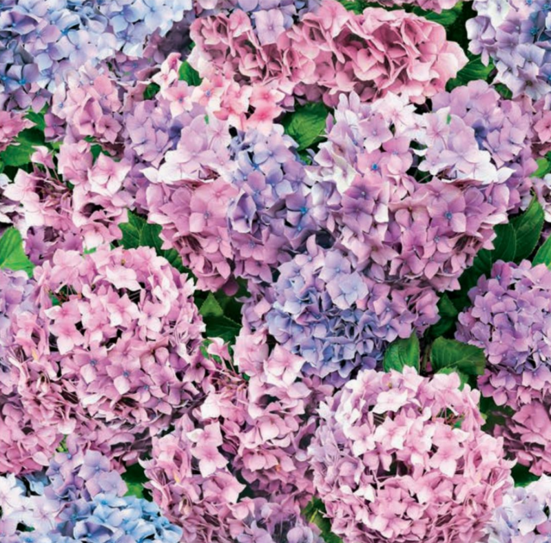 Vaxduk Hortensia