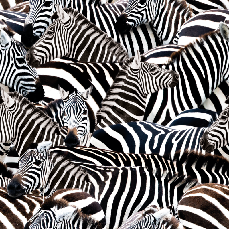 Canvas mönstrad zebra