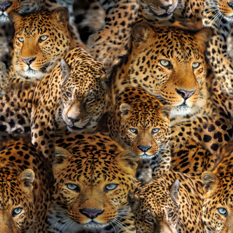 Canvas mönstrad leopard