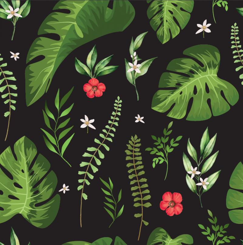 Rödblommig Monsteria svart