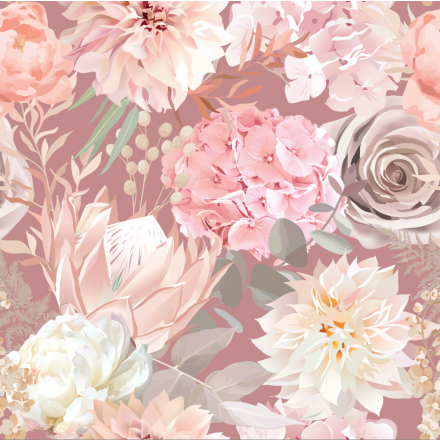 Aster hortensia rosa