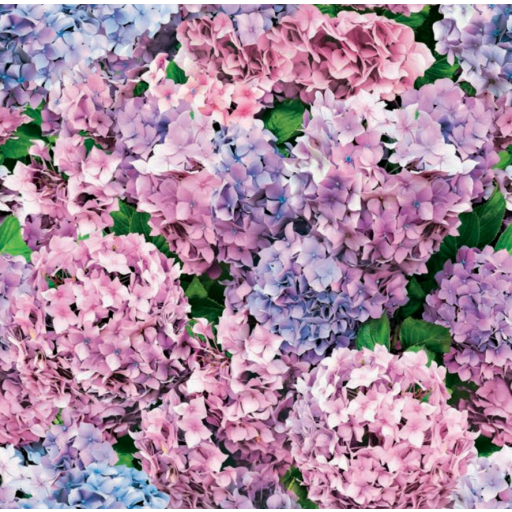 Vaxduk Hortensia