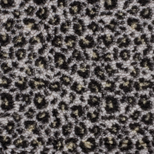 Fleece i pile leopard beige