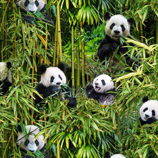 Bambupanda