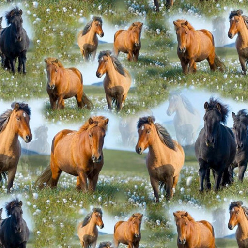 Islandshästar svart och brun